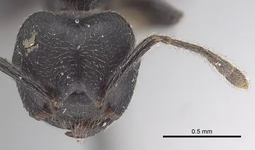 Crematogaster africana specimen CASENT0919658 image casent0919658_2