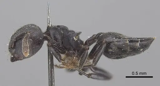 Crematogaster africana specimen CASENT0919658 image casent0919658_3