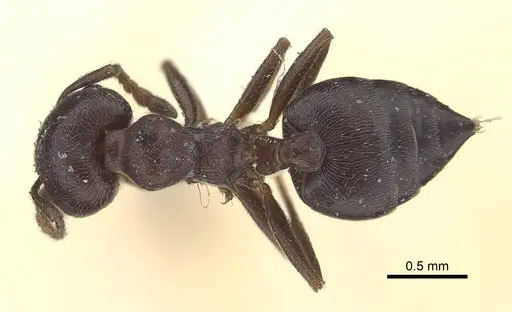 Crematogaster africana specimen CASENT0919659 image casent0919659_1