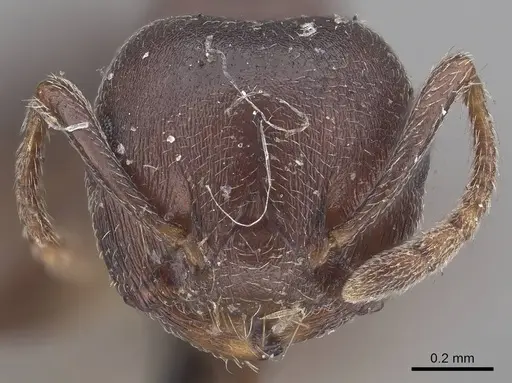 Crematogaster africana specimen CASENT0919659 image casent0919659_2