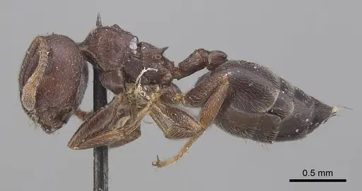 Crematogaster africana specimen CASENT0919659 image casent0919659_3