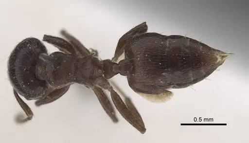 Crematogaster africana specimen CASENT0919660 image casent0919660_1