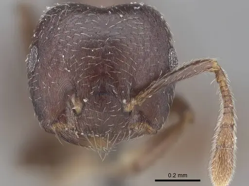 Crematogaster africana specimen CASENT0919660 image casent0919660_2