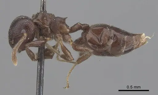 Crematogaster africana specimen CASENT0919660 image casent0919660_3