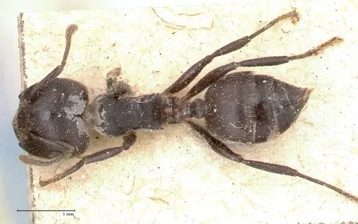 Crematogaster africana specimen FOCOL0648 image focol0648_1