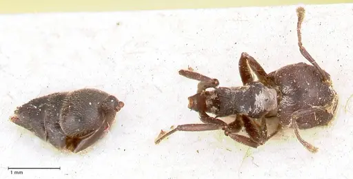 Crematogaster africana specimen FOCOL0649-1 image focol0649-1_1