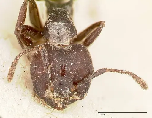 Crematogaster africana specimen FOCOL0649-1 image focol0649-1_2