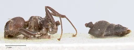 Crematogaster africana specimen FOCOL0649-1 image focol0649-1_3