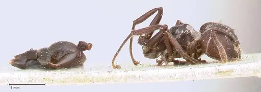 Crematogaster africana specimen FOCOL0649-1 image focol0649-1_4