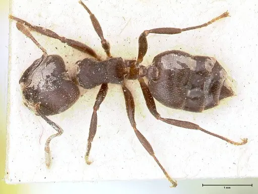Crematogaster africana specimen FOCOL0649-2 image focol0649-2_1