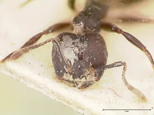 Crematogaster africana specimen FOCOL0649-2 image focol0649-2_2