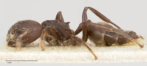 Crematogaster africana specimen FOCOL0649-2 image focol0649-2_3