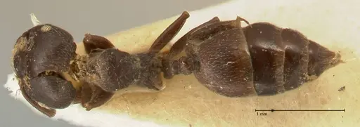 Crematogaster africana specimen FOCOL1434 image focol1434_1