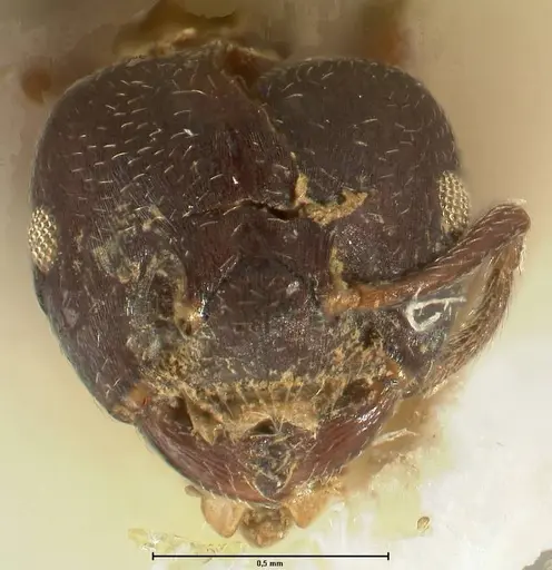 Crematogaster africana specimen FOCOL1434 image focol1434_2