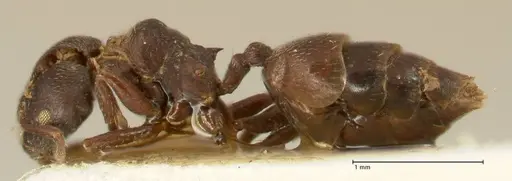 Crematogaster africana specimen FOCOL1434 image focol1434_3