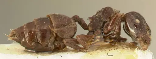 Crematogaster africana specimen FOCOL1434 image focol1434_4