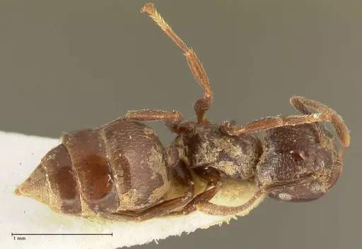 Crematogaster africana specimen FOCOL1435 image focol1435_1