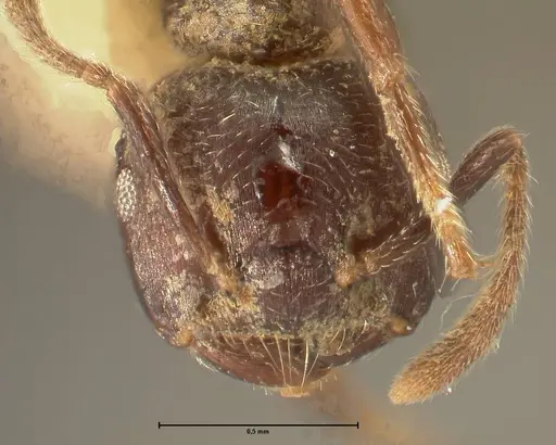 Crematogaster africana specimen FOCOL1435 image focol1435_2