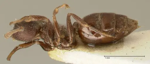 Crematogaster africana specimen FOCOL1435 image focol1435_3