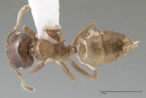 Crematogaster africana specimen FOCOL1791-1 image focol1791-1_1
