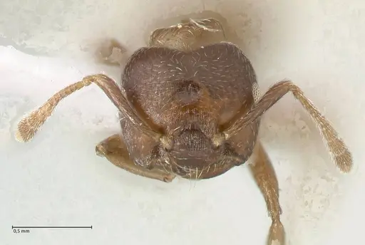 Crematogaster africana specimen FOCOL1791-1 image focol1791-1_2