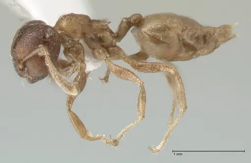 Crematogaster africana specimen FOCOL1791-1 image focol1791-1_3