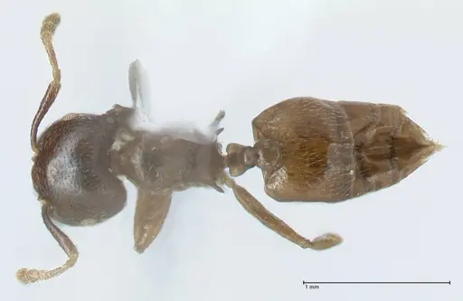 Crematogaster africana specimen FOCOL1791-2 image focol1791-2_1