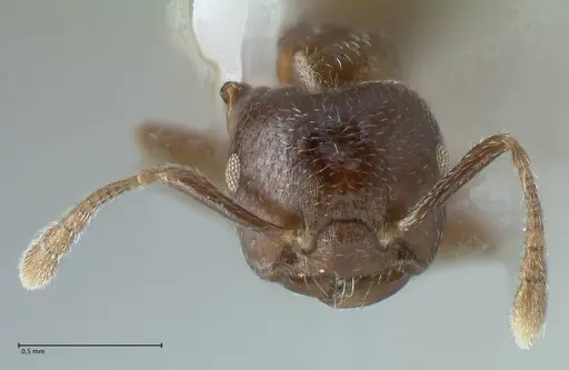 Crematogaster africana specimen FOCOL1791-2 image focol1791-2_2
