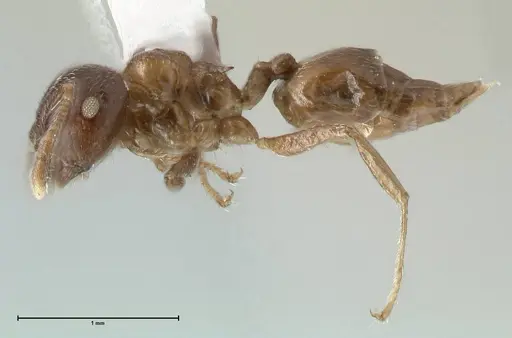 Crematogaster africana specimen FOCOL1791-2 image focol1791-2_3