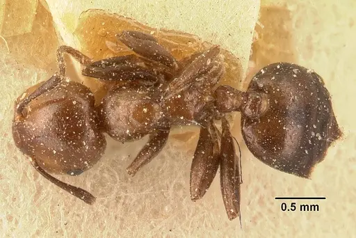 Crematogaster agnetis specimen CASENT0101161 image casent0101161_1