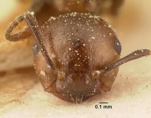 Crematogaster agnetis specimen CASENT0101161 image casent0101161_2