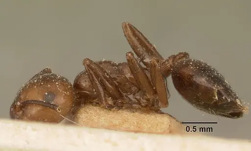 Crematogaster agnetis specimen CASENT0101161 image casent0101161_3