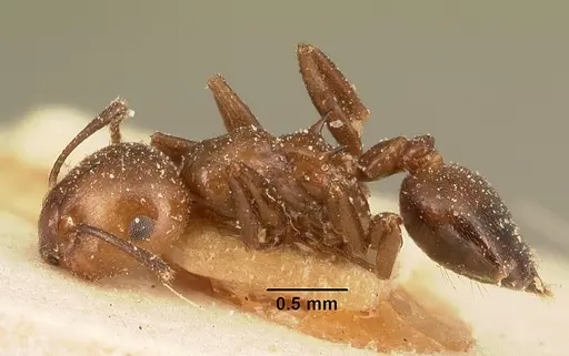 Crematogaster agnetis specimen CASENT0101161 image casent0101161_4