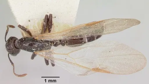 Crematogaster agnetis specimen CASENT0101581 image casent0101581_1