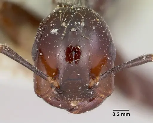 Crematogaster agnetis specimen CASENT0101581 image casent0101581_2