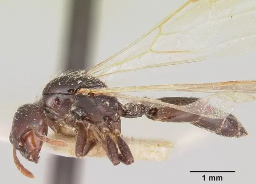 Crematogaster agnetis specimen CASENT0101581 image casent0101581_3