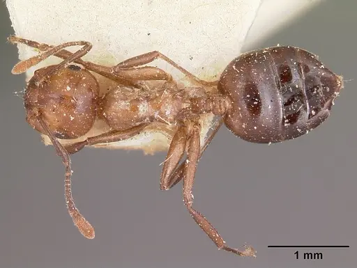 Crematogaster agnetis specimen CASENT0101731 image casent0101731_1