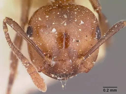 Crematogaster agnetis specimen CASENT0101731 image casent0101731_2