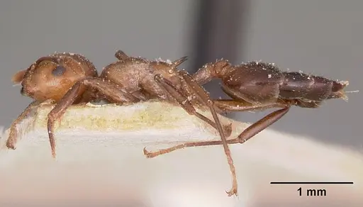 Crematogaster agnetis specimen CASENT0101731 image casent0101731_3