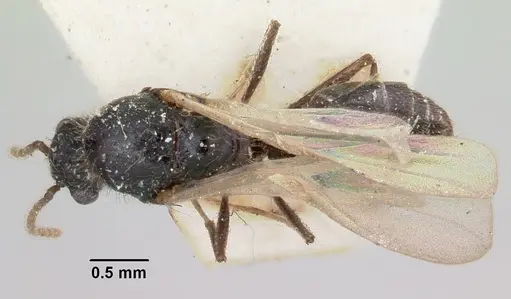 Crematogaster agnetis specimen CASENT0101760 image casent0101760_1
