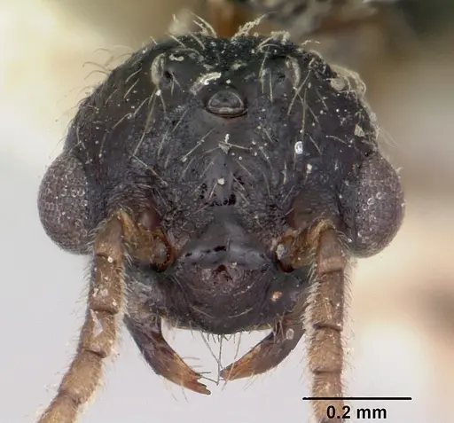 Crematogaster agnetis specimen CASENT0101760 image casent0101760_2