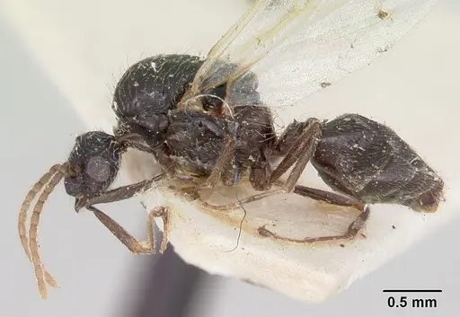 Crematogaster agnetis specimen CASENT0101760 image casent0101760_3