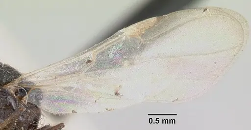Crematogaster agnetis specimen CASENT0101760 image casent0101760_4