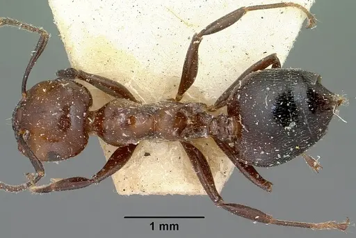 Crematogaster agnetis specimen CASENT0101861 image casent0101861_1