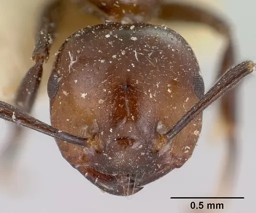 Crematogaster agnetis specimen CASENT0101861 image casent0101861_2