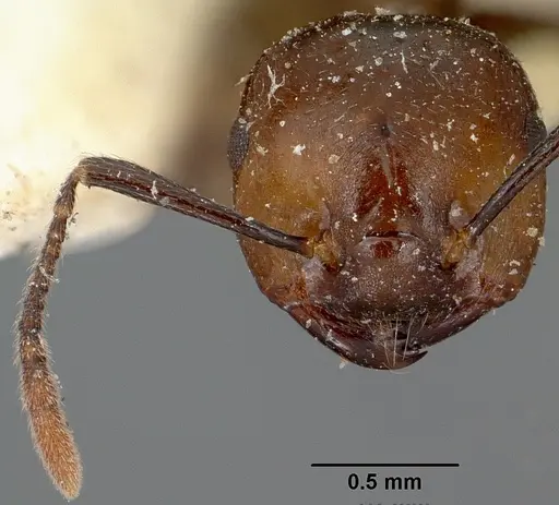 Crematogaster agnetis specimen CASENT0101861 image casent0101861_3