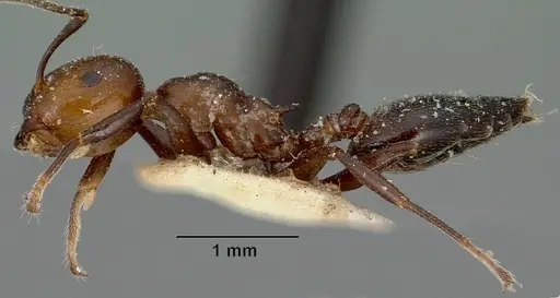 Crematogaster agnetis specimen CASENT0101861 image casent0101861_4