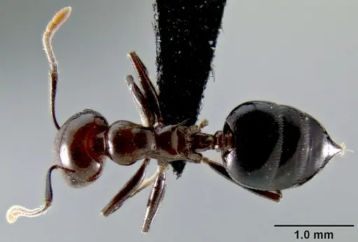Crematogaster agnetis specimen CASENT0107473 image casent0107473_1