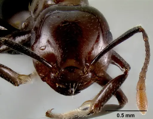 Crematogaster agnetis specimen CASENT0107473 image casent0107473_2