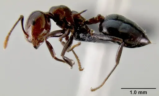 Crematogaster agnetis specimen CASENT0107473 image casent0107473_3